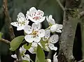 花と葉と茎