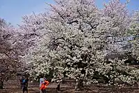 新宿御苑のオオシマザクラ（手前）