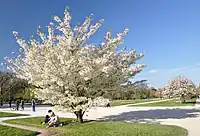 パリ植物園のオオシマザクラ(2013年4月撮影)