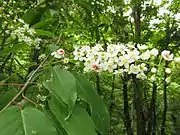 シウリザクラ花序枝に葉がつく。