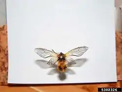 Pryeria sinica 成虫