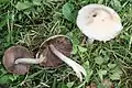 イタチタケ Candolleomyces candolleanus 世界的に分布。北海道、東北地方、栃木日光、東京渋谷区や八王子、大阪、書籍によって食用の記載。個体によって成分の検出がなかった。