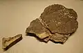 背甲