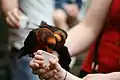 来園者からネクターをもらうコシジロインコ (イングランド、ウォーバーン・サファリパーク)