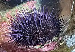 アカウニ