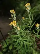 茎の上部が分枝する。