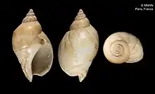Pseudoliva sepimentum (MNHN-IM-2000-1301)