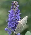 ルリトラノオの花を蜜を吸う蛾