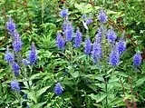 伊吹山のルリトラノオの群落、1本の茎から茎が分岐して多数の花を咲かせるものがある。