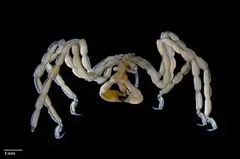 触肢をもたず、発達した鋏肢をもつ Pseudopallene pachycheira(カニノテウミグモ科)