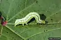 Pseudoplusia includens （ヤガ科キンウワバ亜科）幼虫, アメリカ腹脚が3対のセミルーパー