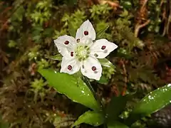 花弁の先はとがる。雄蕊は10個、花柱は3個ある。