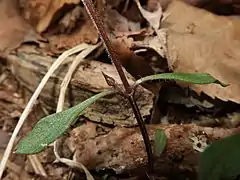 下部の葉腋につく閉鎖花。