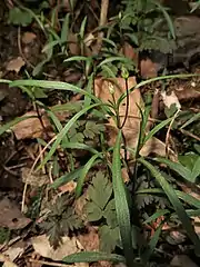 蕾の状況。茎に1-2列になる短毛が生え、線形の葉は無柄。