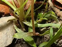 下部の葉腋につく閉鎖花。