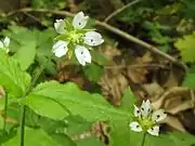 花弁の先端は浅く2裂する。
