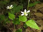 葉の両面と縁に毛が生える。