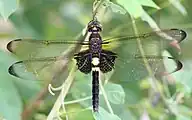 コシアキトンボ属コシアキトンボPseudothemis zonata