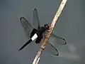 オス