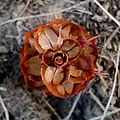 トガサワラ属の球果を下から見た様子 Pseudotsuga