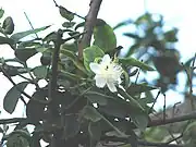グァバの花