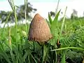 シロシベ・メキシカーナ（英語版） Psilocybe.mexicana （メキシコ）
