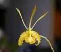 f. アルバの花