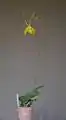 同:全草