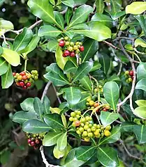 Psychotria capensis