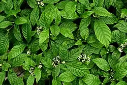 Psychotria nervosa