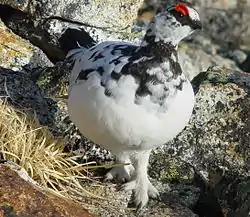 燕山荘周辺のライチョウ