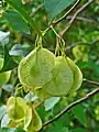 Ptelea trifoliata(ミカン科)の翼果