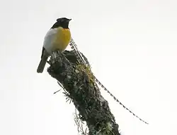 フキナガシフウチョウ
