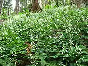 尾瀬国立公園帝釈山登山道