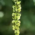 コーカサスサワグルミ（Pterocarya fraxinifolia）の堅果