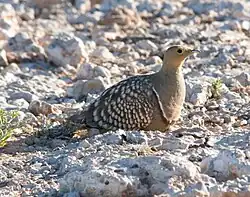 クリムネサケイ