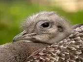 ダーウィンレアの頭(en:Edinburgh Zoo)