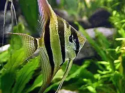 アルタム・エンゼル Pterophyllum altum