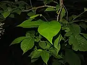葉表。縁に細かい鋸歯があり、先はとがる。