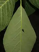 葉裏。灰白色になり、葉脈は隆起する。