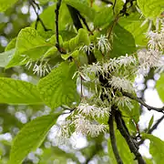 Pterostyrax psilophyllus