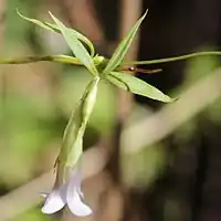 茎は細長く紫色を帯びず、葉は対生し、披針形で先が長くとがる