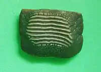 Ptychodus mammillaris の歯