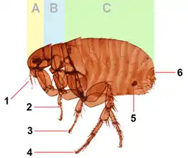 ノミは有翅昆虫であるが、胸部(B)に翅はない。
