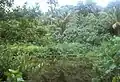 沼地、南西部