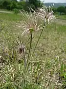 若い果実