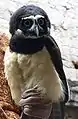 メガネフクロウP. perspicillata