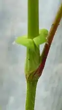 葉のつけ根に托葉がつく。