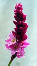 開花の様子。