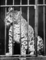 動物園で誕生したヒョウとの属間雑種であるPumapard